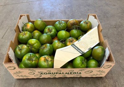 Foto Pomodoro Verdone Varietà Caramba Origine Spagna Marchio Agrupalmeria 1